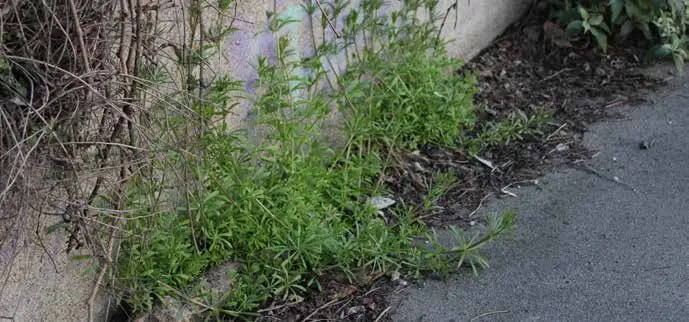 Flora spontanea urbana accanto a un marciapiede di Milano